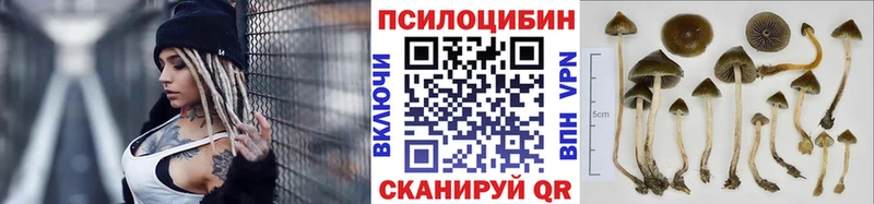 Купить Печора Псилоцибиновые грибы Psilocybine cubensis
